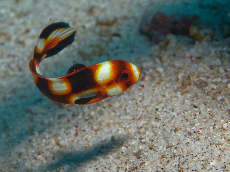 Harlequin Sweetlips, Seulako Drift